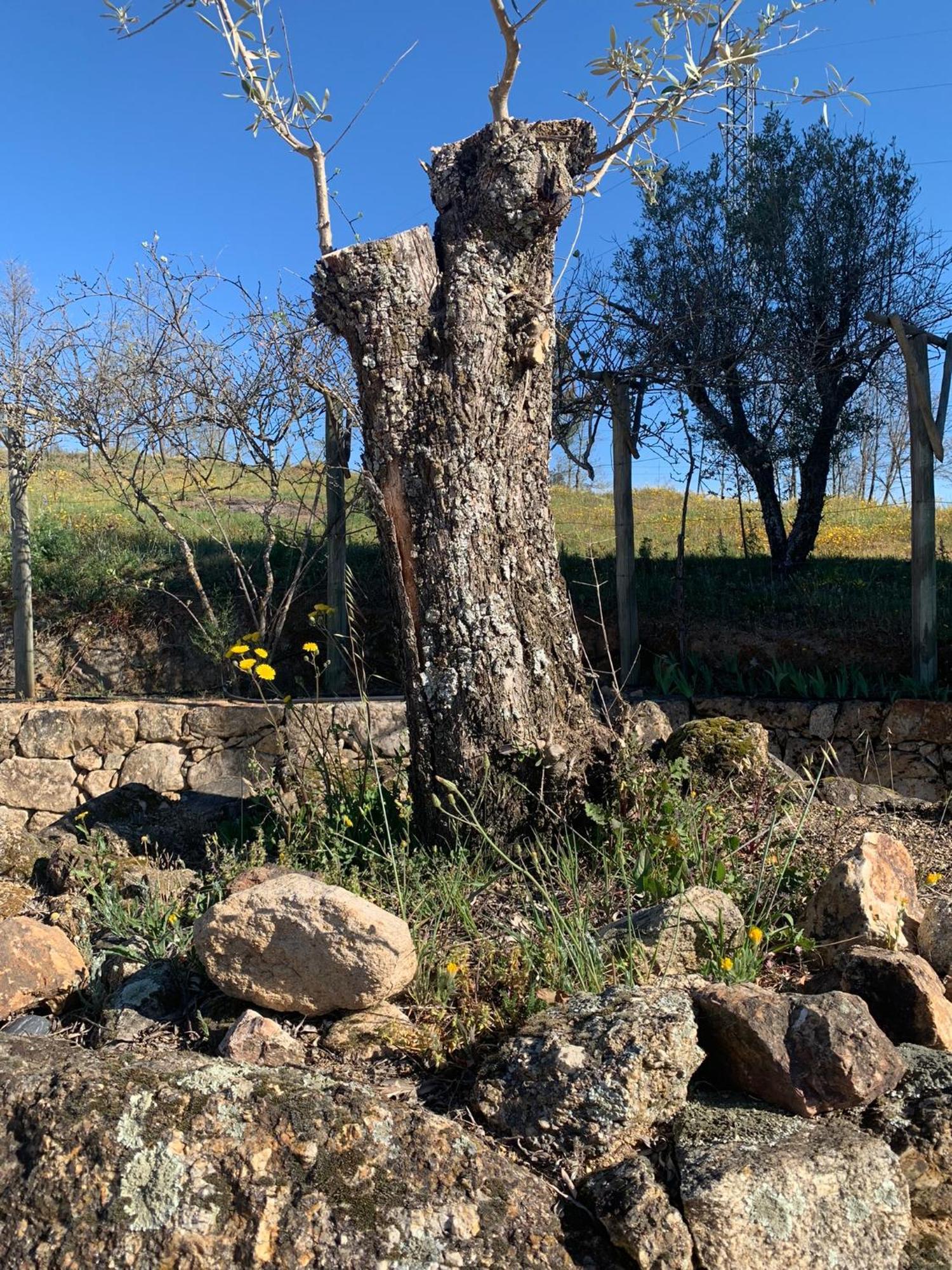 Quinta Dos Cedros L Turismo Rural Covilhã Extérieur photo